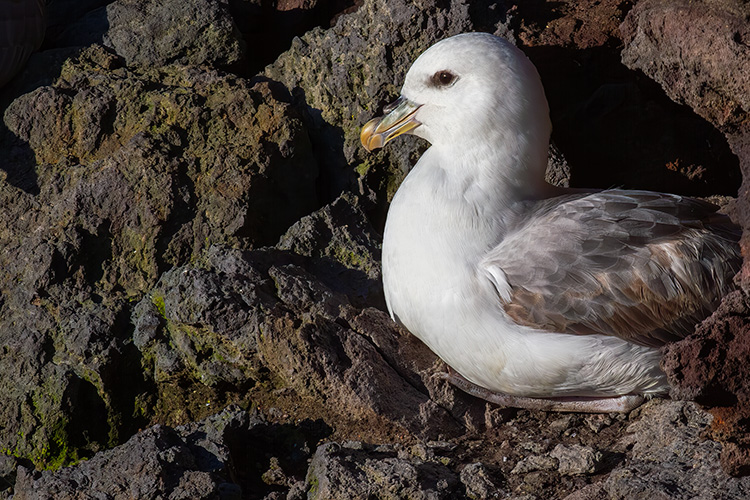 Fulmar Fulmarus glacialis